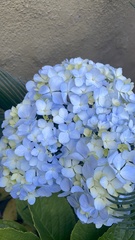 Hydrangea macrophylla
