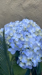 Hydrangea macrophylla