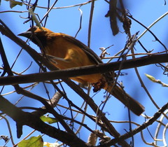 Icterus