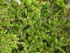 Vaccinium meridionale