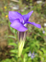 Gentianopsis barbata