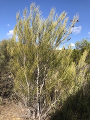 Grevillea pterosperma