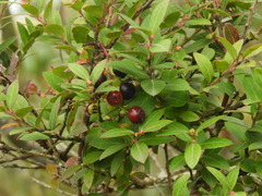 Vaccinium meridionale
