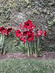 Hippeastrum hybridum