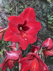 Hippeastrum hybridum