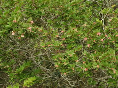 Vaccinium meridionale