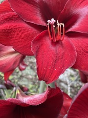 Hippeastrum hybridum