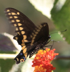 Image of Papilio polyxenes