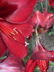 Hippeastrum hybridum