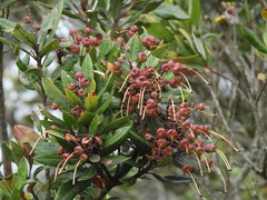 Bejaria