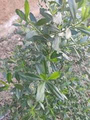 Baccharis heterophylla