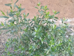 Baccharis heterophylla