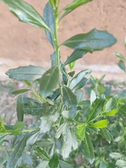 Baccharis heterophylla