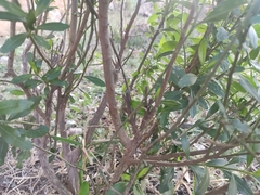 Baccharis heterophylla