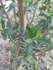 Baccharis heterophylla