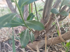 Baccharis heterophylla