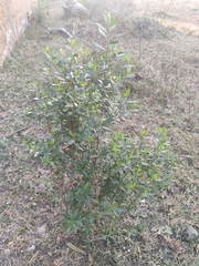 Baccharis heterophylla
