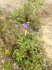 Gentianopsis barbata