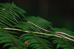 Dendrelaphis haasi