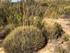 Porcupine Grass - Photo (c) davidsando, some rights reserved (CC BY-NC), uploaded by davidsando