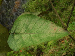 Croton magdalenensis