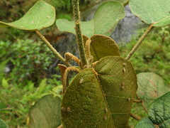 Croton magdalenensis