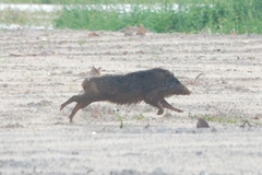 Sus scrofa vittatus