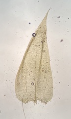 Brachythecium campestre