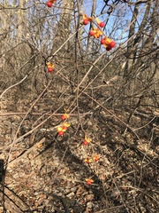 Celastrus orbiculatus