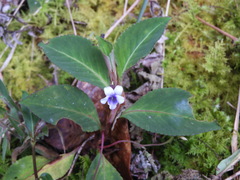 Viola stipularis