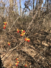 Celastrus orbiculatus