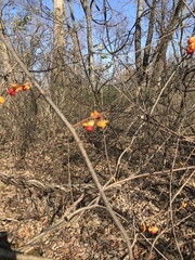 Celastrus orbiculatus