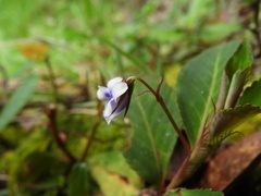 Viola stipularis
