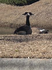 Branta canadensis