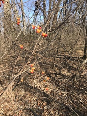 Celastrus orbiculatus