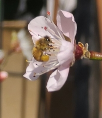 Apis mellifera