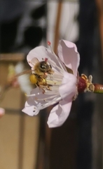 Apis mellifera