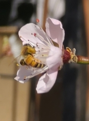 Apis mellifera