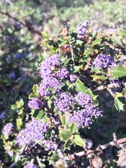 Ceanothus divergens