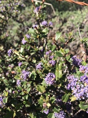 Ceanothus divergens