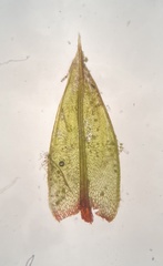 Ptychostomum creberrimum
