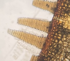 Ptychostomum creberrimum