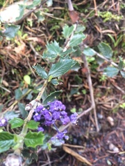 Ceanothus divergens