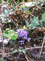 Ceanothus divergens