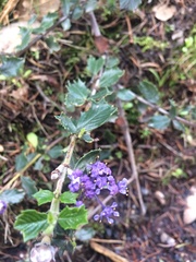Ceanothus divergens