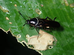Pseudomops albostriatus