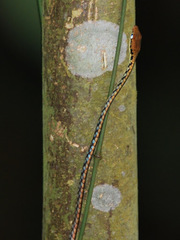Dendrelaphis haasi