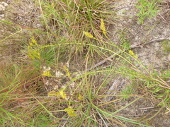 Solidago tortifolia