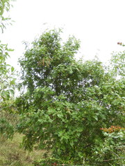 Weinmannia pubescens