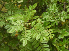 Weinmannia pubescens